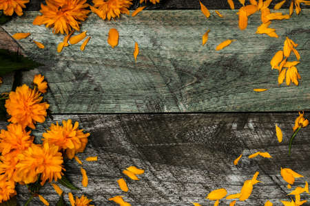Orange seasonal beautiful flowers with green leaves lying in frame on grey, wooden board background, copy spaceの写真素材