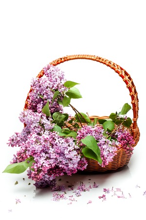 Lilac flowers on seasonal blooming twigs with green leaves violet and purple colors in wooden basket closeup isolated on white backgroundの写真素材