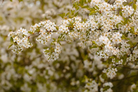 Cherry blossom close-up with white beautiful fresh flowers sunny day, floral natural backgroundの写真素材