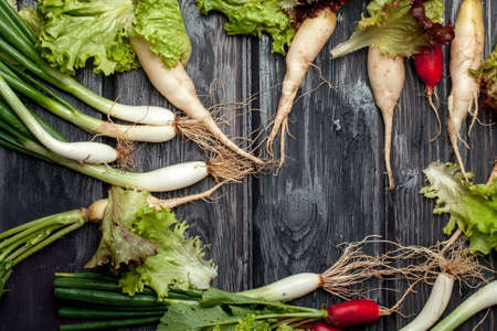 Fresh vegetables green lollo rosso spring onions red and white radishes wet for salad on wooden...