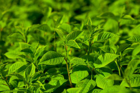 Green branches with new leaves in spring sunny day on verdure background