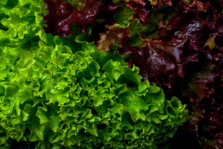 Fresh bunch of lollo rosso salad leaves green red and wet on lettuce backgroundの写真素材