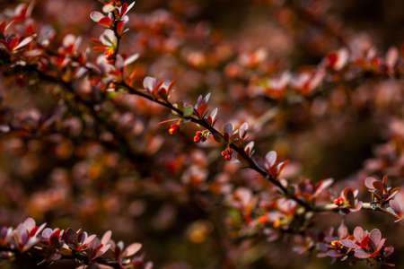 Red buds of flowers and leaves on branches in spring sunny day on blurred backgroundの写真素材
