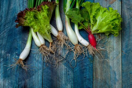 Fresh scallions red radish and lettuce green leaves on blue wooden table background