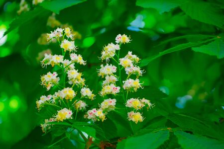 Close up of the blossoming chestnut treeの写真素材