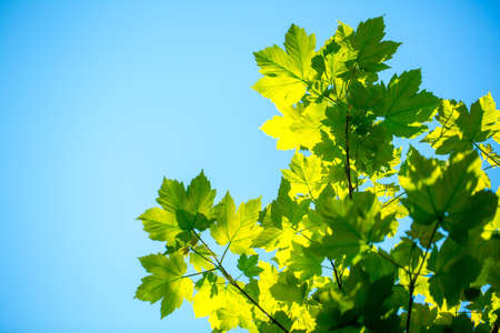 Maple tree leaves green color sunny day outdoor on clear blue sky background