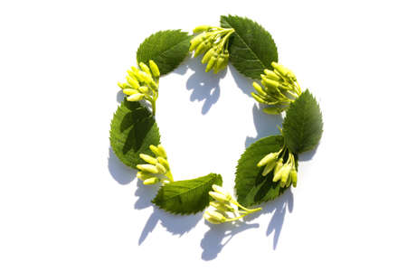 floral round wreath of natural green leaves and bloom isolated on white backgroundの写真素材