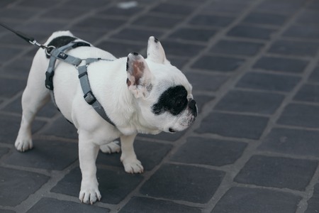 french bulldog dog pet white color on leash standing on paving stones road outdoorの写真素材