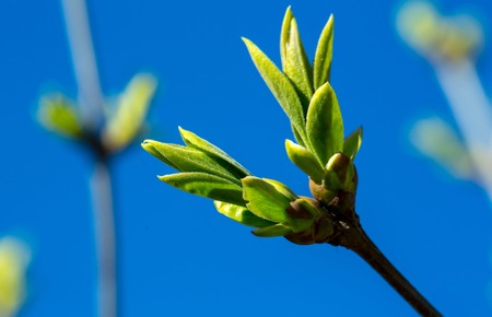 Spring buds green young first leaves on tree branch on sunny day on blue sky background