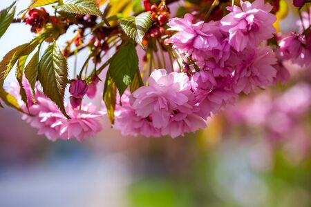 Pink flowers blossom on branches in spring sunny day on blurred backgroundの写真素材
