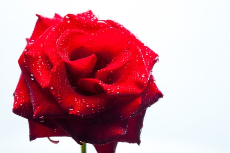 Fresh red rose flower with water drops on soft petals lying isolated on white backgroundの写真素材