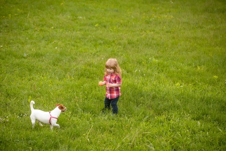 small boy child with long blonde hair in checkered shirt standing on green grass field outdoor on natural background playing with dog of Jack Russell breed, copy spaceの写真素材