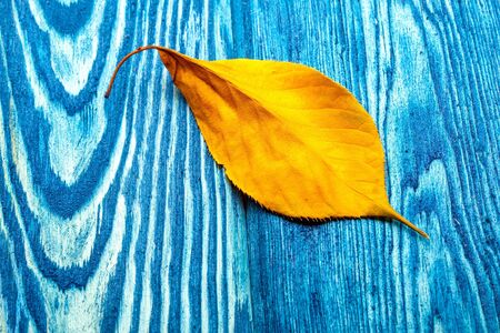 yellow autumn seasonal leaf lying on textured bright blue wooden background, copy spaceの写真素材