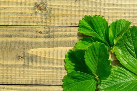 fresh young leaves bright green color lying on textured brown wooden background, copy spaceの写真素材