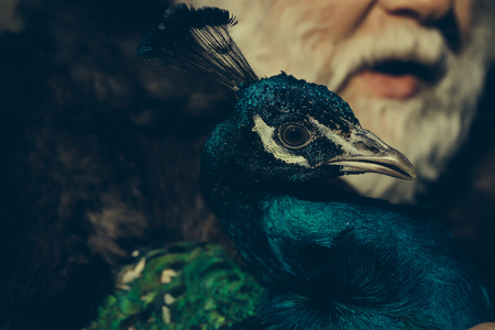 old bearded man with long white beard on serious face with makeup in fur coat holding colorful peacock bird sunny day outdoorの写真素材