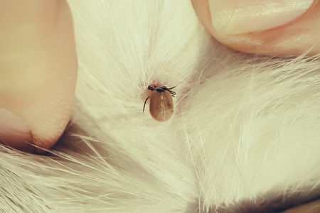 Man finds tick on the animal furの写真素材