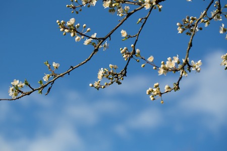 Tree in white blossom over the blue skyの写真素材