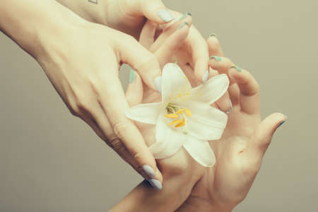 female hands with tender skin and blue manicure holding white lily flower with soft petals on grey backgroundの写真素材