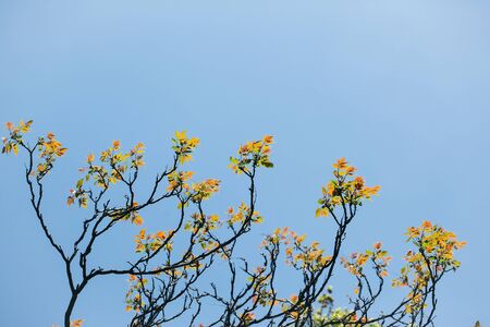 Tree branches with yellow autumn leaves on blue sky background, copy space