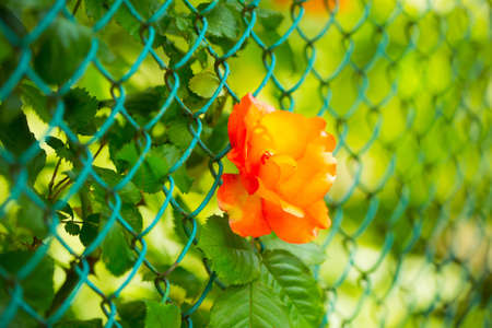 poppy flower red color in blue iron net fence with bright green grass sunny day outdoor on blurred natural backgroundの写真素材