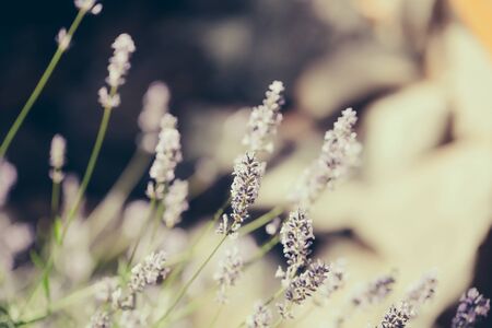 Lavender blossoming flowers on summer sunny day on floral backgroundの写真素材