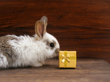 Funny little rabbit and gift box with golden wrapper ribbon bow on wooden backgroundの写真素材