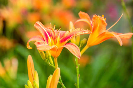 Bright orange lily flower blossoming on sunny day in summer garden on natural backgroundの写真素材