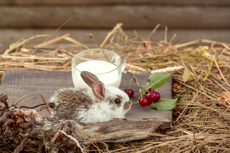 cute fluffy rabbit or hare with long ears with glass cup of milk and red cherry berry fruit on wooden board near hay or straw outdoor in villageの写真素材