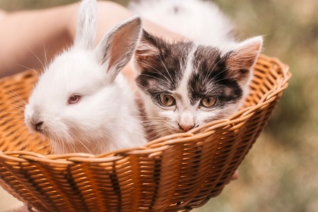 Cute kitten with spotty fluffy fur and little white rabbit bunny domestic animals in wicker bowl with female hand on natural blur background closeupの写真素材