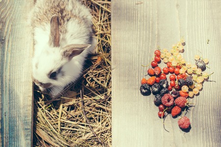 cute small fluffy rabbit or hare near baked loaf of wheat bread and cut slice on wooden board with wild berries of red and white currant blackberry strawberry and raspberryの写真素材