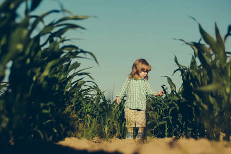 Small boy child with long blonde hair standing among green grass field of corn or maize sunny day outdoor on natural blue sky background in checkered shirtの写真素材