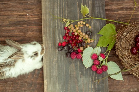 cute small fluffy rabbit or hare near baked loaf of wheat bread and cut slice on wooden board with wild berries of red and white currant blackberry strawberry and raspberryの写真素材