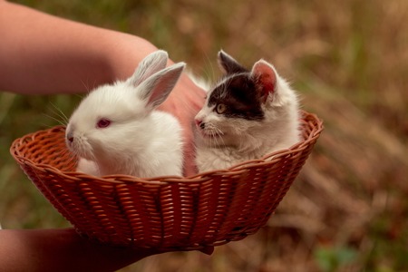 Cute kitten with spotty fluffy fur and little white rabbit bunny domestic pets in wicker bowl with female hand on natural blur backgroundの写真素材