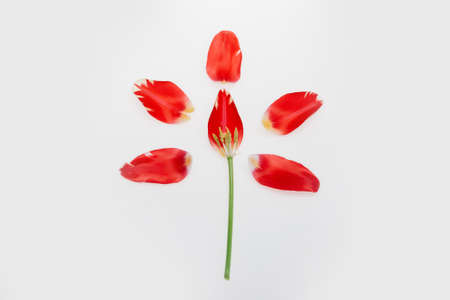 seasonal tulip flower red color on green stem in spring isolated on white background, closeup, copy spaceの写真素材