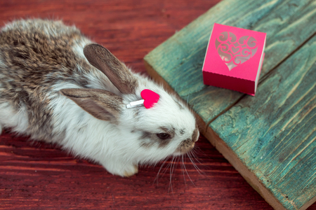 Cute little bunny rabbit with red heart clothespin and gift box on wooden board on timber backgroundの写真素材