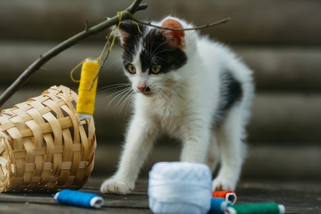 cute small lovely curious baby cat or kitten with white color spotted fur and whiskers playing with thread on twig near straw basket wooden background outdoorの写真素材
