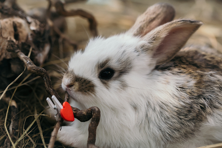 Cute little rabbit with red heart clothespin and exposed roots on hay on natural backgroundの写真素材