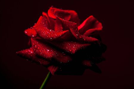 Fresh red rose flower with soft petals on drak background closeupの写真素材