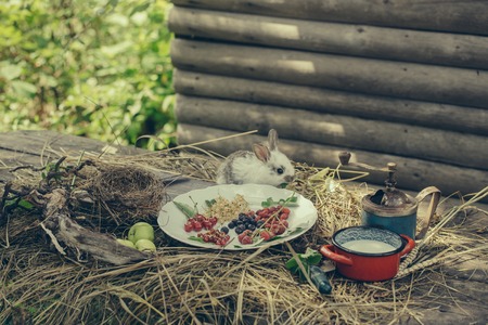 cute fluffy rabbit or hare near plate with wild berries of red and white currant strawberry cherry blackberry and raspberry with green apples on straw or hay and yellow flowers and milk potの写真素材