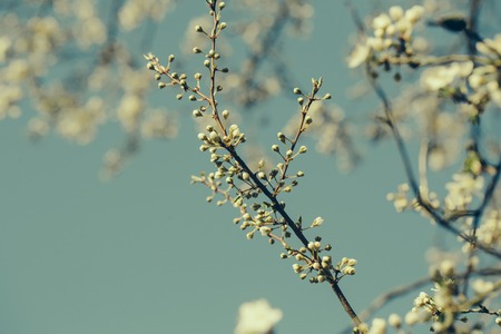 Slecetive focus of white blossom over the blue skyの写真素材