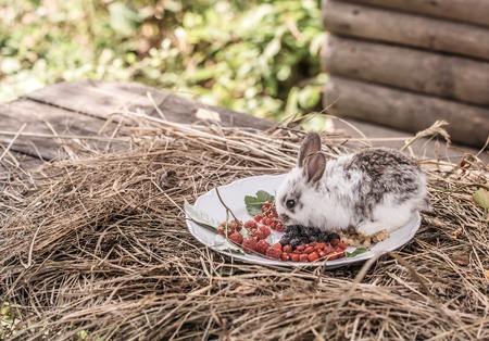 cute fluffy rabbit or hare on plate with wild berries of red and white currant strawberry blackberry and raspberry on straw or hay outdoor in villageの写真素材