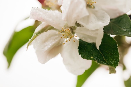 branch of seasonal flowers blossom with water drops on petals in spring isolated on white background, closeupの写真素材