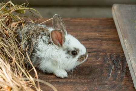 Cute rabbit domestic pet with fluffy spotted fur land ong ears sitting near hay on wooden background