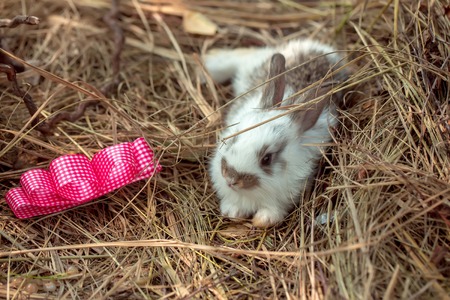 Cute little bunny rabbit and decorative red bow on hay on natural background
