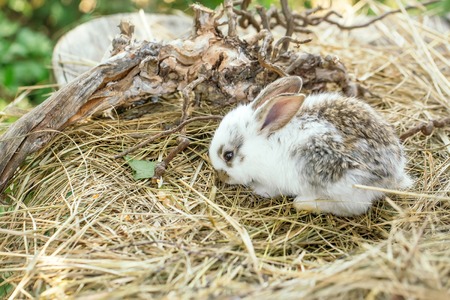 Cute little bunny rabbit and tree exposed roots on hay on natural backgroundの写真素材