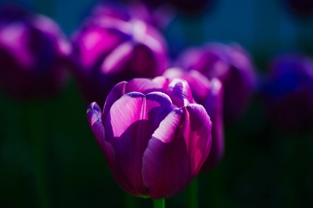 beautiful flower of tulip with purple or violet petals om green stem in flowerbed on floral bouquet sunny day outdoor on natural background, closeupの写真素材