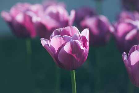 beautiful flower of tulip with purple or violet petals om green stem in flowerbed on floral bouquet sunny day outdoor on natural background, closeupの写真素材