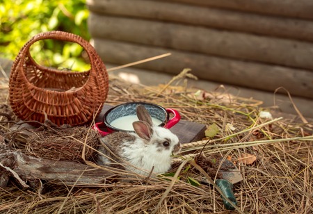 cute fluffy rabbit or hare with long ears near pot with milk and woven basket on wood with hay or straw outdoor in villageの写真素材