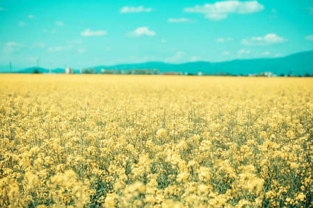 beautiful field or meadow with yellow flowers and cloudy blue sky with clouds and green trees on...