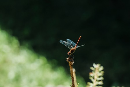 Beautiful dragonfly insect with blue fragile wings on branch on green and black background outdoor clolseupの写真素材